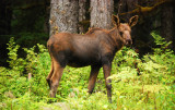 Alaska moose calf