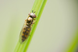 Schwebfliege