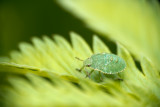 Blattwanze