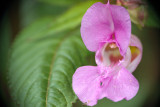 Impatiens glandulifera, Springkraut