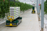 production and transport of tomatoes