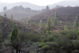 Landscape in the mountains of Gran Canaria