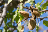 Almonds - Mandeln