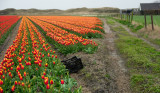 Texel in the Spring