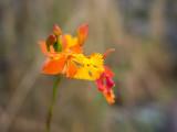 Schmetterlingsorchidee - Epidendrum radicans