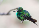 Chubby Hummingbird