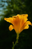 SELECTED FLOWERS