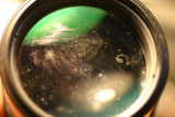 What lens fungus looks like
