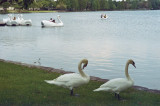 Swans ignoring the swans