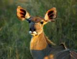 Elephant Plains - Female Kudu