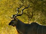 Nottens - Mature Male Kudu