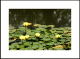 Blooming yellow water Lilly with pads