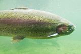 OR Columbia River 4 Bonneville Dam Fish Hatchery 2 Rainbow Trout.jpg