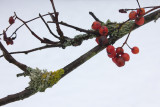 Berries in the Snow