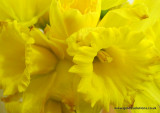 - 5th March 2011 - yellow