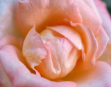 Soft as Rose Petals