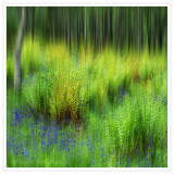 Woodland Impression - DSC_0433.jpg