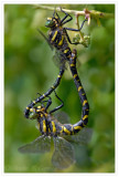 Golden-Ringed Dragonfly - DSC_3156.jpg