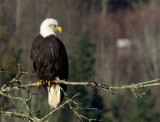 Adult American Bald Eagle