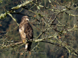 Juvenile American Bald Eagle