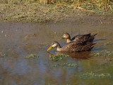 P3120915_ducks_nopp_800.jpg