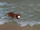 P6182212_dogball.jpg