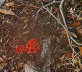 P8312569_redfungus