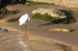 yarkon egret fish.JPG