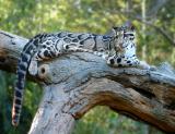 Leopard at Nashville Zoo