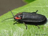 Ellychnia sp. - Firefly A4a.jpg