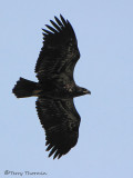 Bald Eagle juvenile in flight 2a.jpg