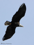 Bald Eagle sub-adult in flight 1a.jpg