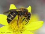 Lasioglossum sp. - Sweat Bee 3a.jpg