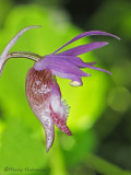 Fairyslipper - Calypso bulbosa 1a.jpg