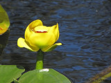 Yellow Pond Lily - Nuphar polysepala 1.jpg