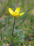 Western Buttercup - Ranunculus occidentalis 2.jpg
