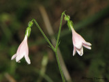 Twinflower - Linnaea borealis.JPG