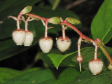 Salal - Gaultheria shallon 1.JPG