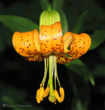 Columbia Lily - Lilium columbianum 2.JPG