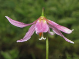 Pink Fawn Lily Erythronium revolutum 9a.JPG