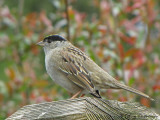 Golden-crowned Sparrow 7a.JPG