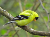 American Goldfinch 9a.jpg