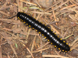 Harpaphe haydeniana - Yellow-spotted Millipede A1a.jpg