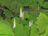 Vanilla-leaf - Achlys triphylla 1a.jpg