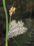 Slough Sedge - Carex obnupta A2b.jpg