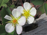Coastal Strawberry - Fragaria chiloensis 2a.JPG