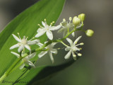 Star-flowered Solomons-seal - Smilacena stellata 5a.JPG