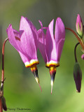 Few-flowered Shootingstar - Dodecatheon pulchellum 1a.jpg