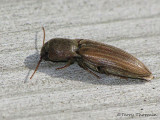 Agriotes lineatus - Click Beetle 3a.jpg