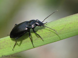 Carabidae - Ground Beetle A1a.jpg